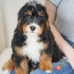 Carson (socialization program student) - Tri-color male Bernedoodle puppy in Dundee, Ohio from Down Home Doodle