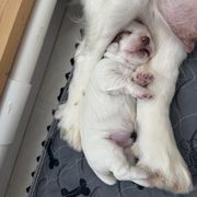 Clumber Spaniel Puppies from Ruxland Clumber Spaniels