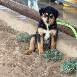 Thunder - Black tri-color male Australian Shepherd puppy in Mineral Wells, Texas from A6 Australian Shepards