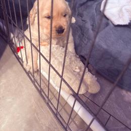 GPDs There Can Be Only One Macleod - Light golden male Golden Retriever puppy in Aliso Viejo, California from Golden Puppy Dog