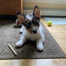 American Corgi Puppies from Downeast Corgis