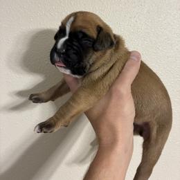 Boxer Puppies from Karen Marr