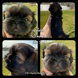 Juliet - Red female Shih Tzu puppy in Maize, Kansas from Air Capital Shih Tzu Puppies