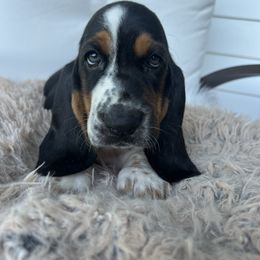 Pretty Boy Floyd - Black brown and white male Basset Hound puppy in Lone Jack, Missouri from Wee Little Bassets