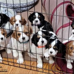 Cavalier King Charles Spaniel Puppies from Royalton Cavaliers