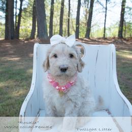 Rosalie white collar - Cream female Goldendoodle puppy in Lexington, North Carolina from Deborah’s Doodles