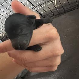 Boy 1 - Black male Poodle puppy in Lees Summit, Missouri from Divine K9s LLC