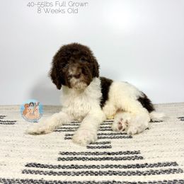Snicker - Chocolate male Goldendoodle puppy in Southwest Ranches, Florida from Dandy Doodle Ranch