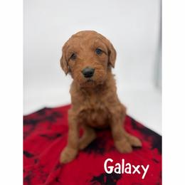 Galaxy - Red  female Goldendoodle puppy in Smithfield, Kentucky from KBK9 Kennels