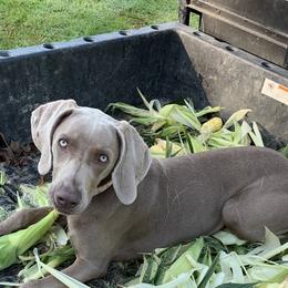 Annie - Weimaraner
