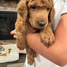Yellow green collar boy - Red  male Poodle puppy in Riverside, California from Riverside red poodles