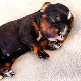 Cavalier King Charles Spaniel Puppies from Angels and Nobility Cavaliers