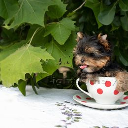 Yorkshire Terrier Puppies from Lightsome Yorkies