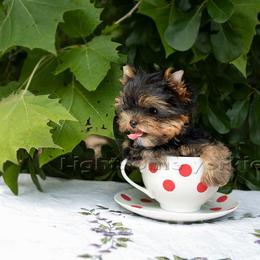 Yorkshire Terrier Puppies from Lightsome Yorkies
