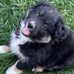 Pugsly - Black tri male Miniature Australian Shepherd puppy in Denair, California from CenCal Mini Aussies