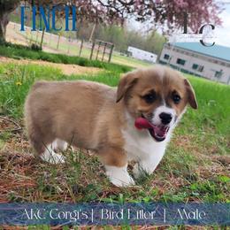 Finch - Red male Pembroke Welsh Corgi puppy in Pine Village, Indiana from NL Horsemanship