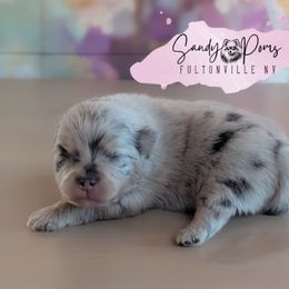 Balenciaga - Blue merle female Pomeranian puppy in Fultonville, New York from Sandy Aussies & Pomeranians