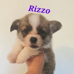 Rizzo - Sable female Pembroke Welsh Corgi puppy in Montague, California from Shasta Valley Pembrokes