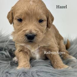 Hazel - Red  female Goldendoodle puppy in Milford, Indiana from Railway Acres Kennel