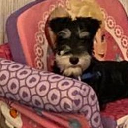 Miniature Schnauzers from Furever After