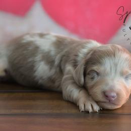 Twix - Dapple male Dachshund puppy in Fultonville, New York from Sandy Aussies & Pomeranians