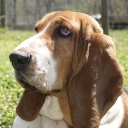Basset Hound puppies from Maple Farm Bassets