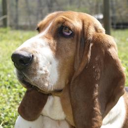 Basset Hound puppies from Maple Farm Bassets