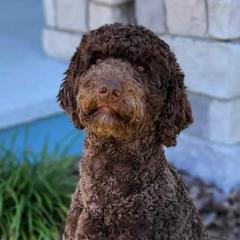 Aussiedoodles and Poodles from Jagged Oaks Farm