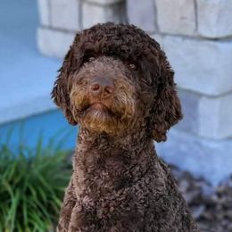 Aussiedoodles and Poodles from Jagged Oaks Farm