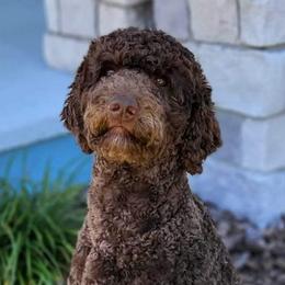 Aussiedoodles and Poodles from Jagged Oaks Farm
