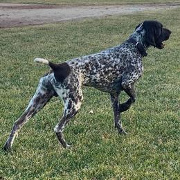German Shorthaired Pointer All Grown Up from Windward German Shorthaired Pointers