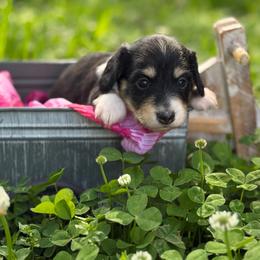 Black 1 -2150 - Black and cream female Dachshund puppy in Nashville, Arkansas from Whisenhunt Farms