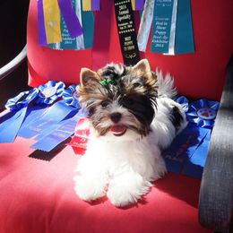 Biewer Terrier Puppies from Butterfly Biewers