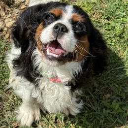Cavalier King Charles Spaniel Puppies from Reynolds Farms Cavaliers