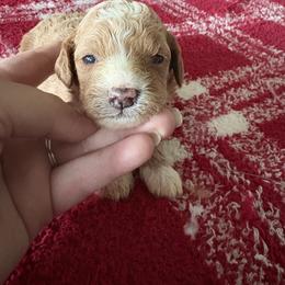 Sunny - Apricot male Cavapoo puppy in Osseo, Michigan from Smiths Fluffy butts