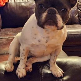 Bulldog Puppies from The Barking Lot