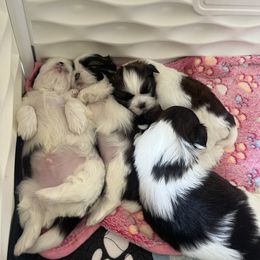 Shih Tzu Puppies from Ashley Haynes