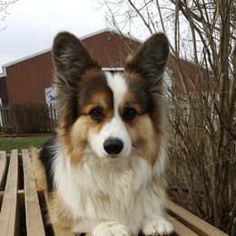 Pembroke Welsh Corgis from Heartsong Pembroke Corgis
