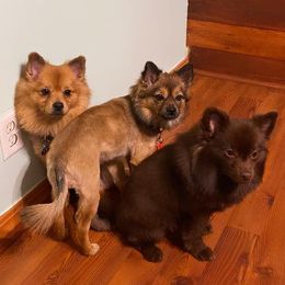 Pomeranians from Juliana's Pomeranians