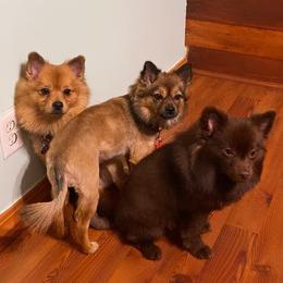 Pomeranians from Juliana's Pomeranians