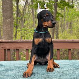 Black girl - Blue collar - Black and rust female Doberman Pinscher puppy in Old Bridge, New Jersey from Wizard Ost Revolution kennel