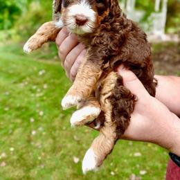 Laura - Tri-color female Bernedoodle puppy in Ammon, Idaho from Little Stone Bernedoodles