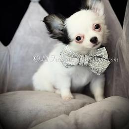 Nedra - Black and white female Chihuahua puppy in Anderson, South Carolina from Lil Treasures Chihuahuas