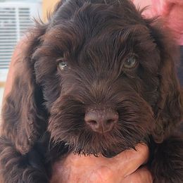 Boy 2 - male Australian Labradoodle puppy in Ocala, Florida from Vinton Valley Australian Labradoodles