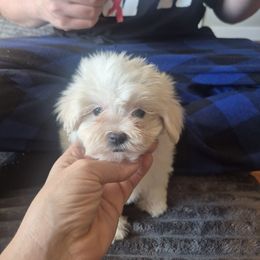 Boy 1 - White male Maltese puppy in Sedro Woolley, Washington from Absher Ranch