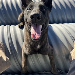 Boy 5 - Yellow male Dutch Shepherd puppy in Sierra Vista, Arizona from KnightWatch K-9