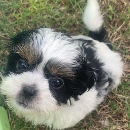 Shihpoo and Shih Tzu Puppies from Fuller Shih Tzus