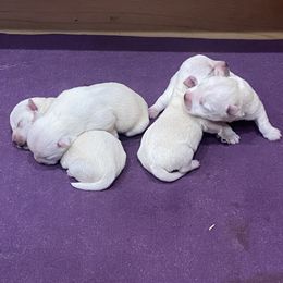 Boy 3 - White male West Highland White Terrier puppy in Idabel, Oklahoma from Ravens Nest Westies