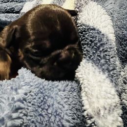 French Bulldog Puppies from Stratton Kennel