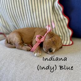 Indiana - Red  male Goldendoodle puppy in Springville, Utah from JW Doodles